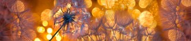 Кухонный фартук Мерцание Одуванчики золотистые 3 серебро в Туле - tula.katalogmebeli.com | фото